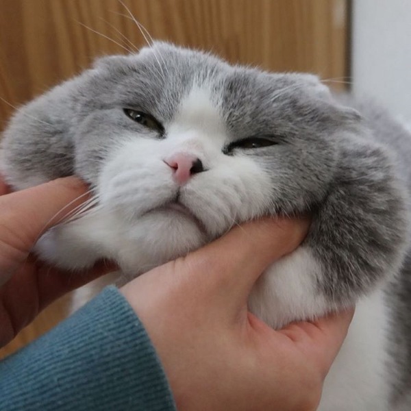 곰고양이? 곰+고양이! 곰고양이 보고가세요 | 인스티즈