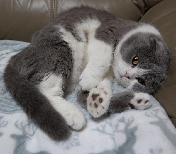 곰고양이? 곰+고양이! 곰고양이 보고가세요 | 인스티즈