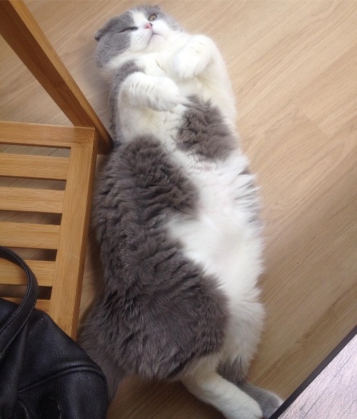 곰고양이? 곰+고양이! 곰고양이 보고가세요 | 인스티즈