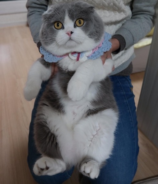 곰고양이? 곰+고양이! 곰고양이 보고가세요 | 인스티즈