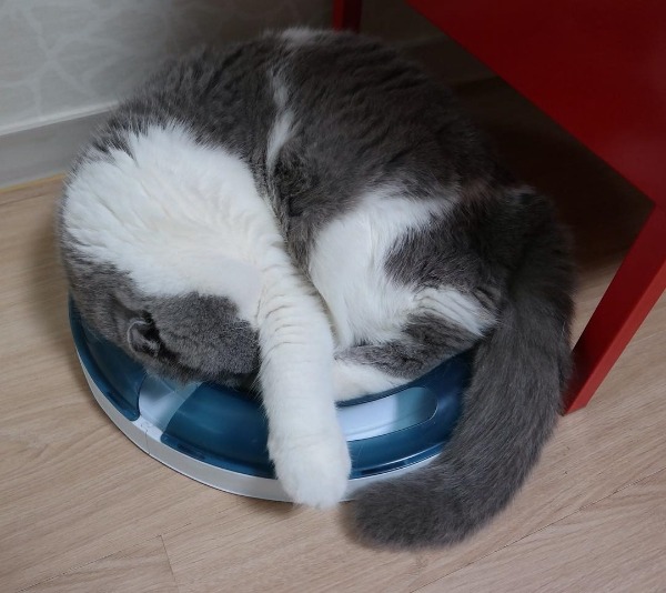 곰고양이? 곰+고양이! 곰고양이 보고가세요 | 인스티즈