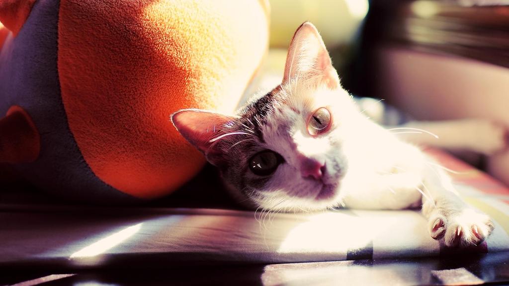 잠깐 나른해지고 싶다.jpg | 인스티즈