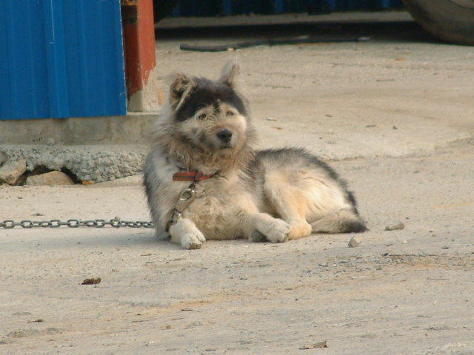 개장수의~위엄 | 인스티즈