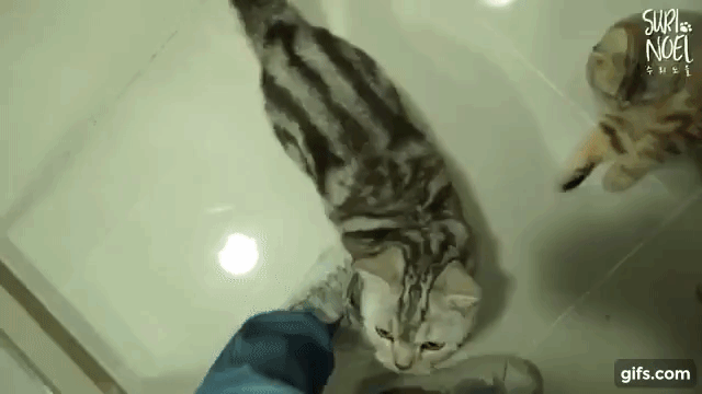 다섯마리 마중냥이들(움짤 조금 많음 데이터 주의) | 인스티즈