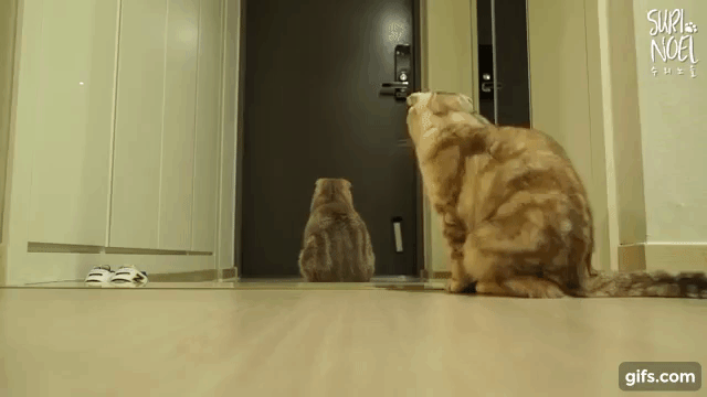 다섯마리 마중냥이들(움짤 조금 많음 데이터 주의) | 인스티즈