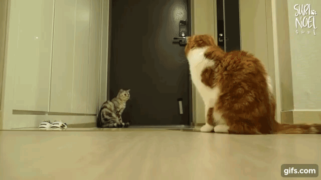 다섯마리 마중냥이들(움짤 조금 많음 데이터 주의) | 인스티즈