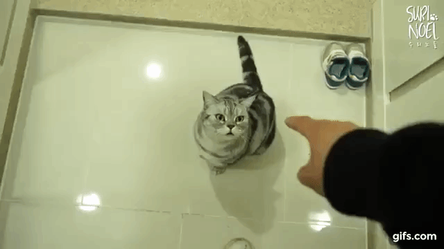 다섯마리 마중냥이들(움짤 조금 많음 데이터 주의) | 인스티즈