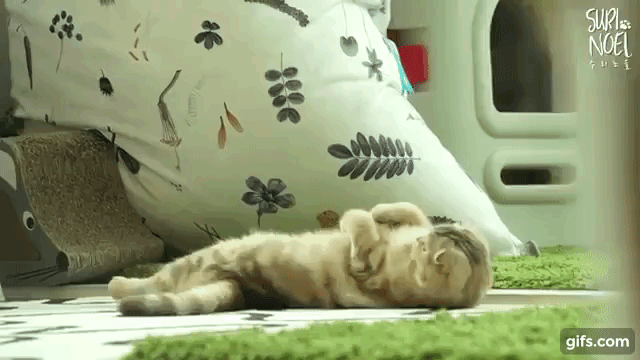 다섯마리 마중냥이들(움짤 조금 많음 데이터 주의) | 인스티즈