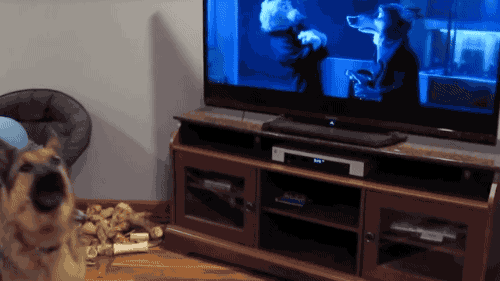 주토피아 보는 댕댕이 | 인스티즈