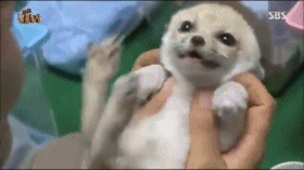 심쿵사 당할지도 모르는 사막여우 영상 | 인스티즈