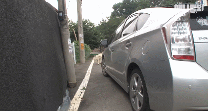 올무걸린 백구를 보호하는 남편 흑구.. (동물농장 감동영상) | 인스티즈