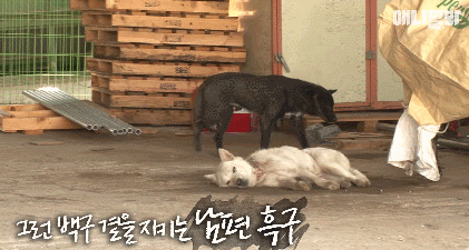 올무걸린 백구를 보호하는 남편 흑구.. (동물농장 감동영상) | 인스티즈