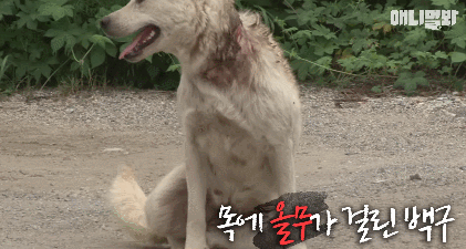 올무걸린 백구를 보호하는 남편 흑구.. (동물농장 감동영상) | 인스티즈