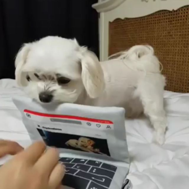강아지에게 노트북 장난감을 보여줬더니 | 인스티즈