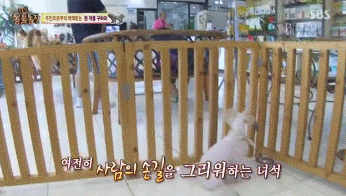 옆집 남자가 밤마다 강아지를 때리는 것 같아요 근데..gif | 인스티즈