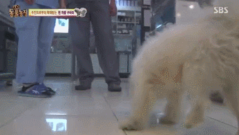 옆집 남자가 밤마다 강아지를 때리는 것 같아요 근데..gif | 인스티즈