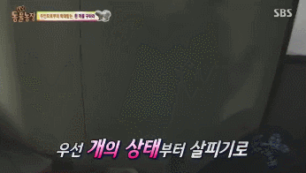 옆집 남자가 밤마다 강아지를 때리는 것 같아요 근데..gif | 인스티즈