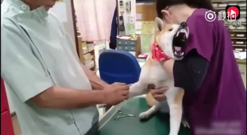 엄살보스 댕댕이 | 인스티즈