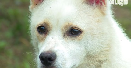 츤데레 아죠씨를 간택한 귀여운 유기견 복순이ㅋㅋㅋㅋ | 인스티즈