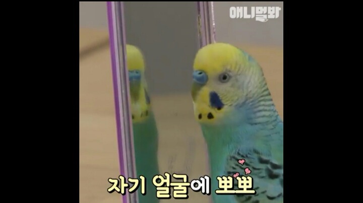 샤워 싫다고"추워 그만해"외치는 앵무새 | 인스티즈