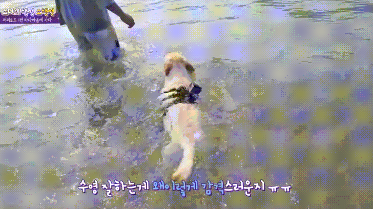 바다에 처음간 댕댕이 ㅠㅠㅠㅠㅠㅠ | 인스티즈