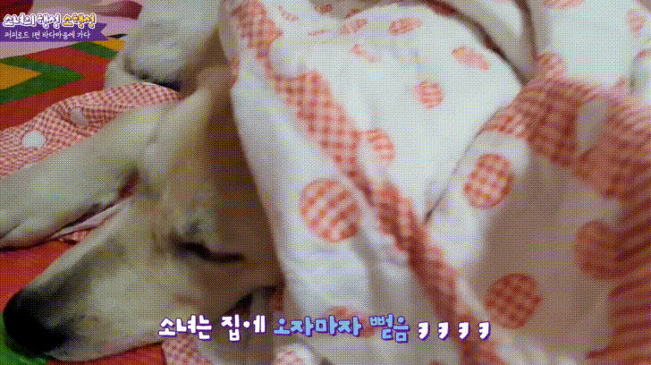 바다에 처음간 댕댕이 ㅠㅠㅠㅠㅠㅠ | 인스티즈