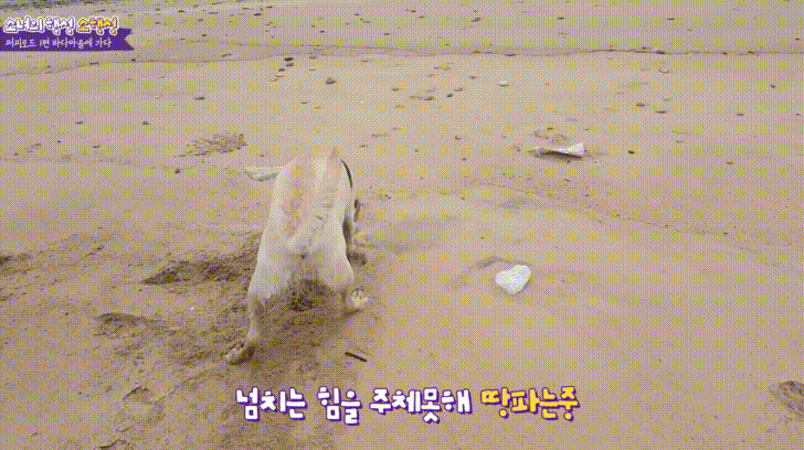 바다에 처음간 댕댕이 ㅠㅠㅠㅠㅠㅠ | 인스티즈