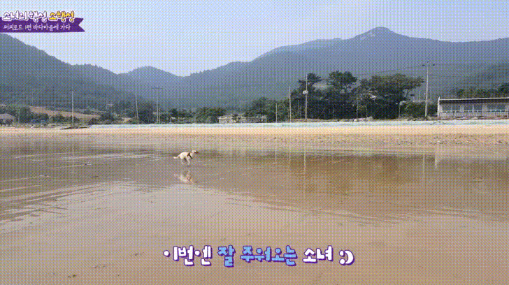 바다에 처음간 댕댕이 ㅠㅠㅠㅠㅠㅠ | 인스티즈