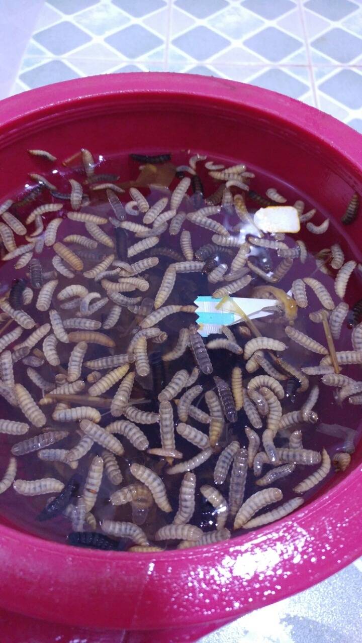 음식물쓰레기통을 3주 방치한 결과(혐오주의) + 동영상 1개더 추가.. | 인스티즈