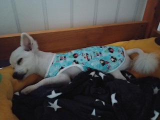 대전에서 5년동안 밖에 묶여있던 강아지, 현재 상황입니다-! | 인스티즈