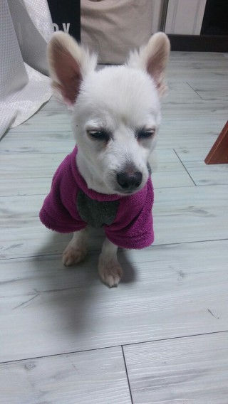 대전에서 5년동안 밖에 묶여있던 강아지, 현재 상황입니다-! | 인스티즈