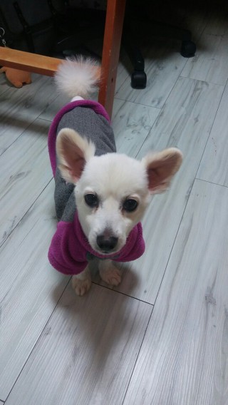 대전에서 5년동안 밖에 묶여있던 강아지, 현재 상황입니다-! | 인스티즈