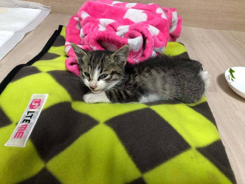 죽어가는 애기길냥이 도와줘 제발부탁이야... | 인스티즈