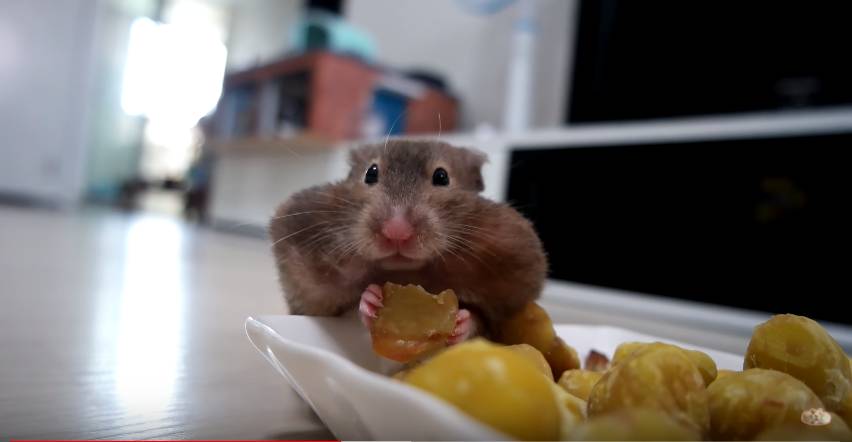 햄스터의 볼주머니 한계는 어디까지인가 | 인스티즈
