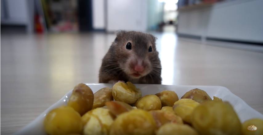 햄스터의 볼주머니 한계는 어디까지인가 | 인스티즈