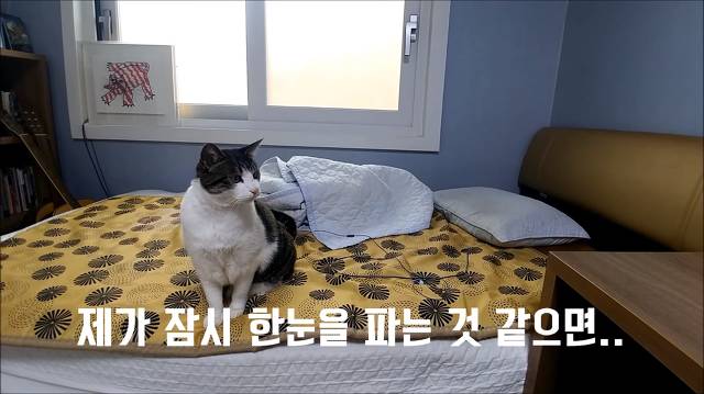 집사가 책상에 못올라가게 하니까 삐지는 고양이 (캡쳐) | 인스티즈
