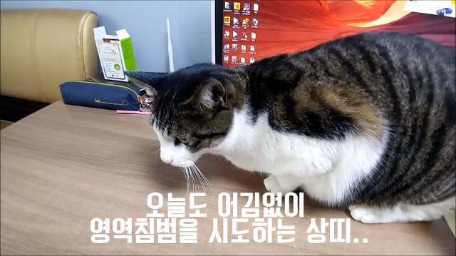 집사가 책상에 못올라가게 하니까 삐지는 고양이 (캡쳐) | 인스티즈