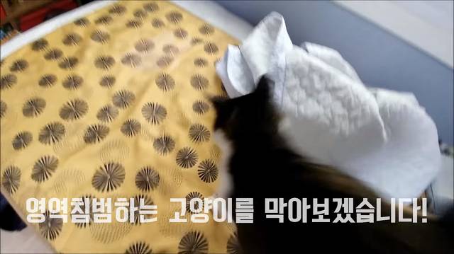 집사가 책상에 못올라가게 하니까 삐지는 고양이 (캡쳐) | 인스티즈