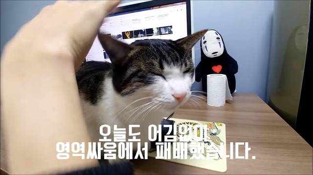 집사가 책상에 못올라가게 하니까 삐지는 고양이 (캡쳐) | 인스티즈