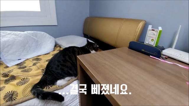 집사가 책상에 못올라가게 하니까 삐지는 고양이 (캡쳐) | 인스티즈