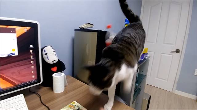 집사가 책상에 못올라가게 하니까 삐지는 고양이 (캡쳐) | 인스티즈