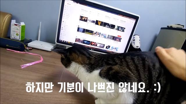 집사가 책상에 못올라가게 하니까 삐지는 고양이 (캡쳐) | 인스티즈