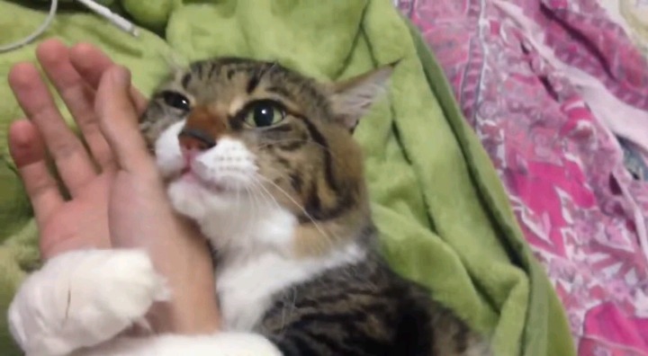 집사 팔이 너무 좋은 고양이 | 인스티즈