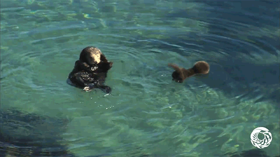엄마한테 헤엄 배우는 아기 해달 | 인스티즈