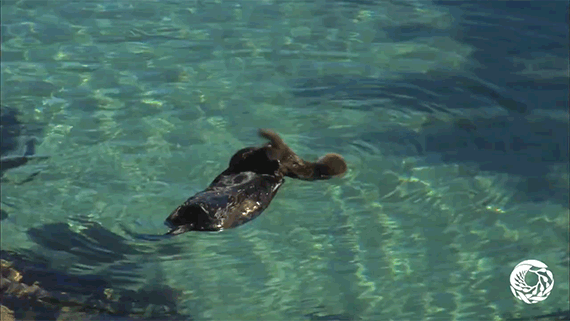 엄마한테 헤엄 배우는 아기해달 | 인스티즈