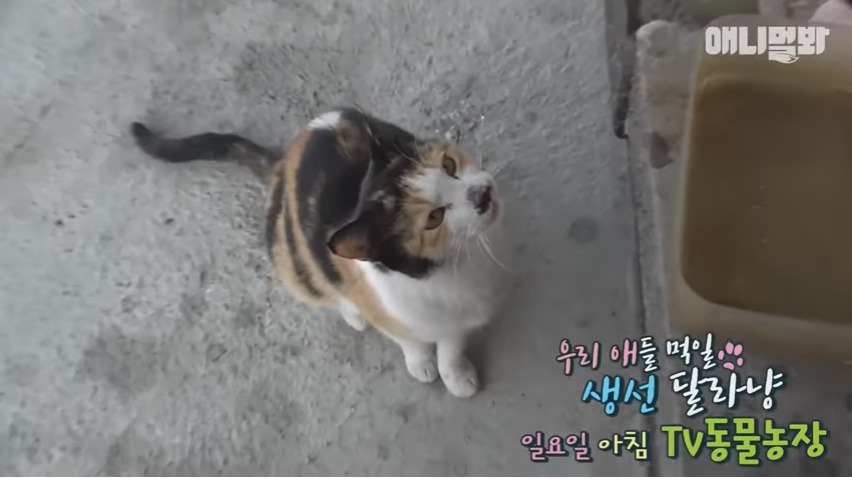 회를 입에 물고 새끼들 주려고 가져오는 냥엄마 | 인스티즈