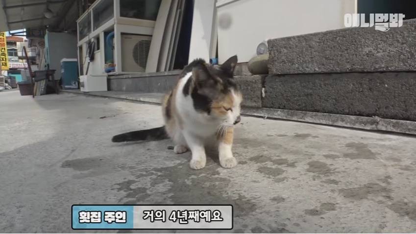 회를 입에 물고 새끼들 주려고 가져오는 냥엄마 | 인스티즈