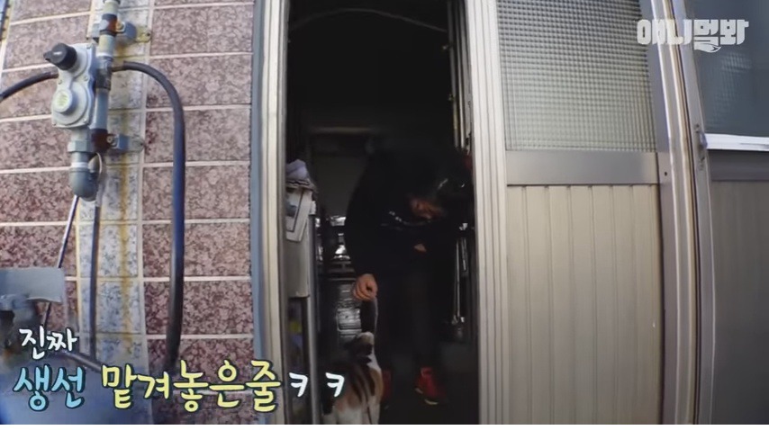 회를 입에 물고 새끼들 주려고 가져오는 냥엄마 | 인스티즈