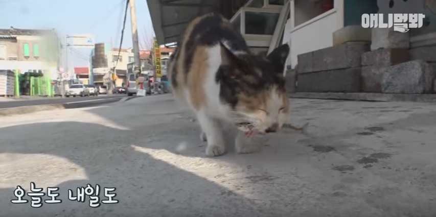 회를 입에 물고 새끼들 주려고 가져오는 냥엄마 | 인스티즈