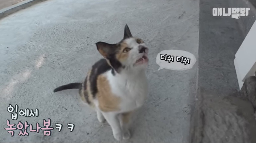 회를 입에 물고 새끼들 주려고 가져오는 냥엄마 | 인스티즈